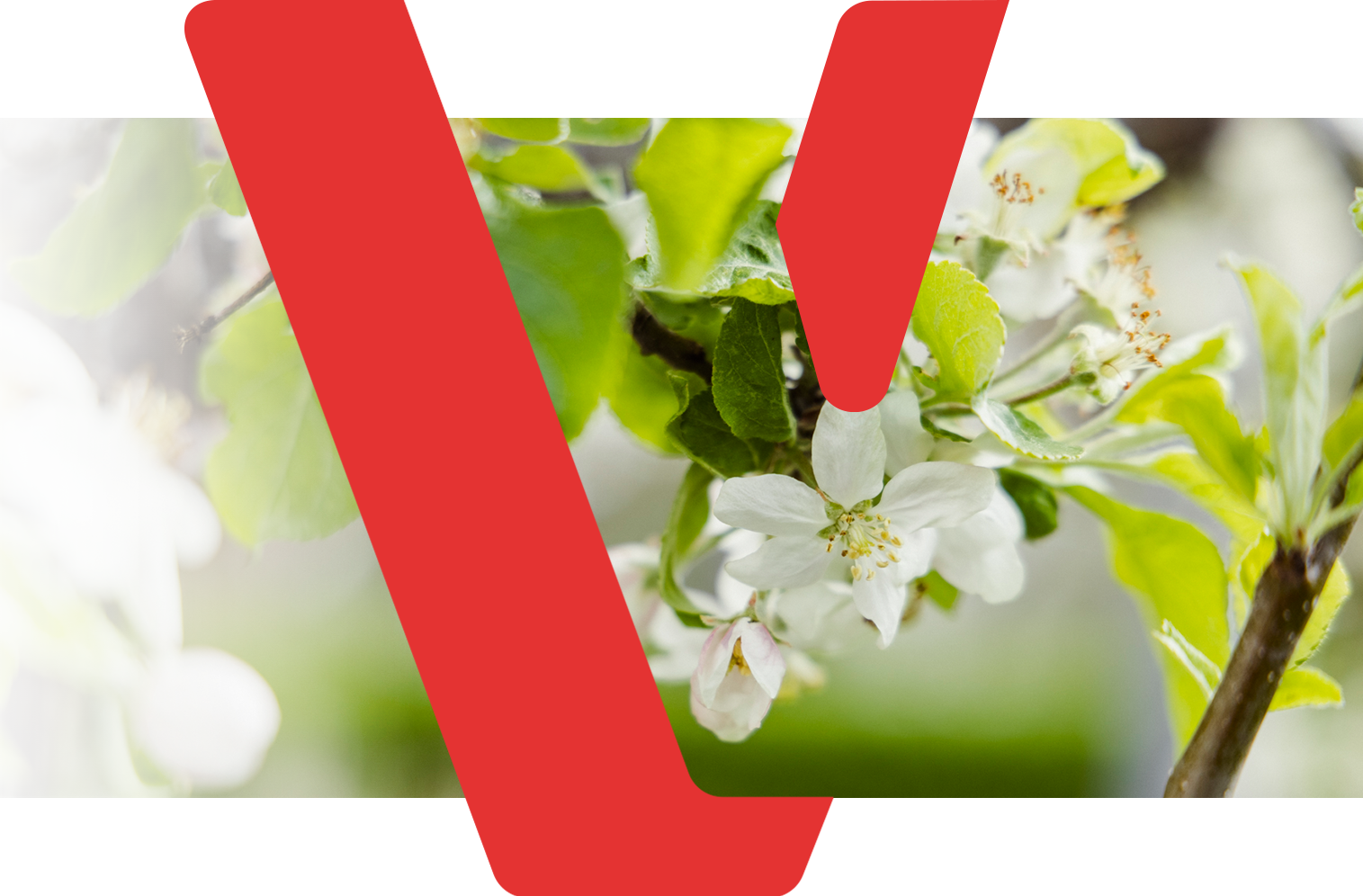 Vinzenz-Logo mit weißen Baumblüten.